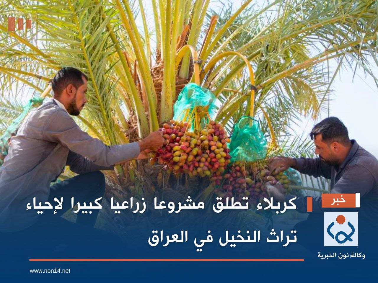 كربلاء تطلق مشروعا زراعيا كبيرا لإحياء تراث النخيل في العراق