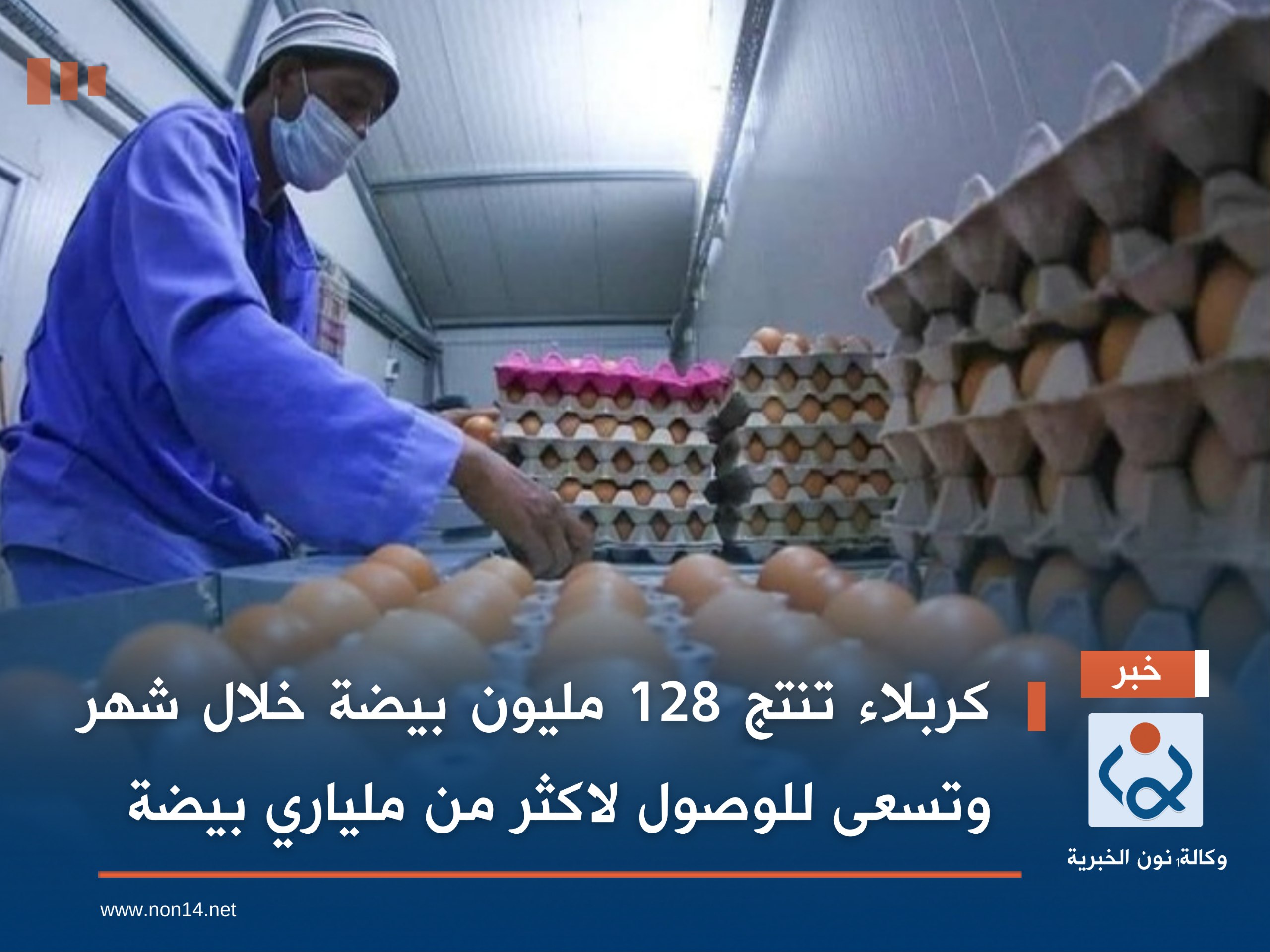 كربلاء تنتج 128 مليون بيضة خلال شهر وتسعى للوصول لاكثر من ملياري بيضة