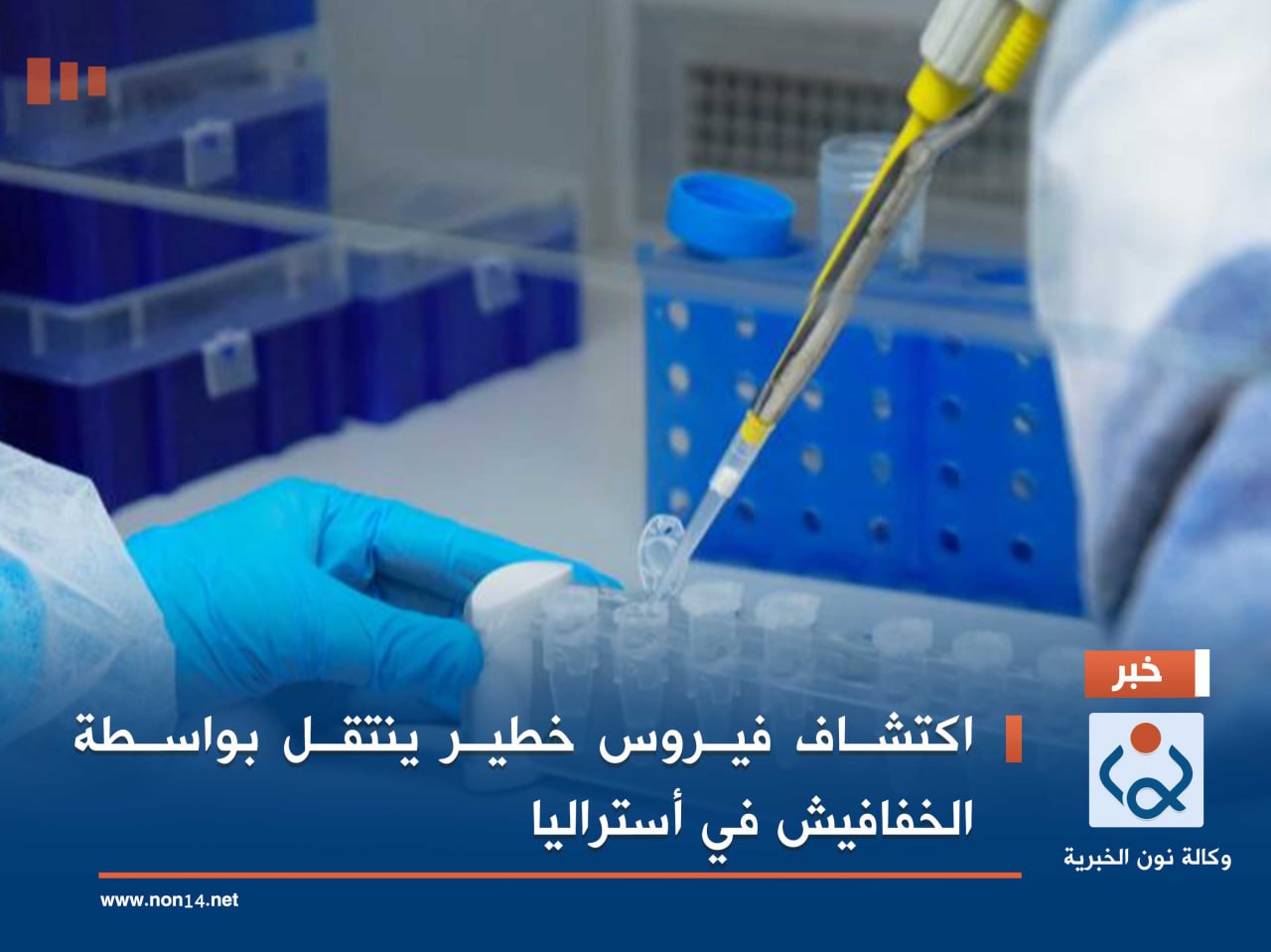 اكتشاف فيروس خطير ينتقل بواسطة الخفافيش في أستراليا