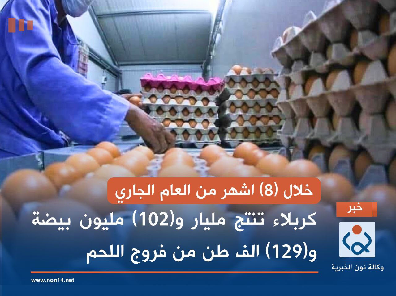 خلال (8) اشهر من العام الجاري.. كربلاء تنتج مليار و(102) مليون بيضة و(129) الف طن من فروج اللحم