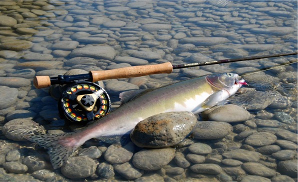 الزراعة تضع آلية جديدة للسيطرة على صيد الأسماك في موسم التكاثر