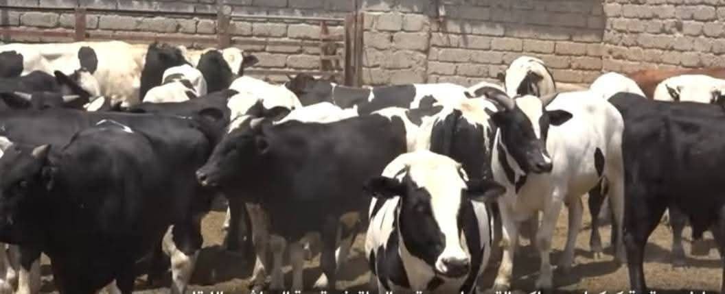 للحد من حالات الجزر العشوائي للماشية.. الزراعة تنفذ حملات تفتيشية