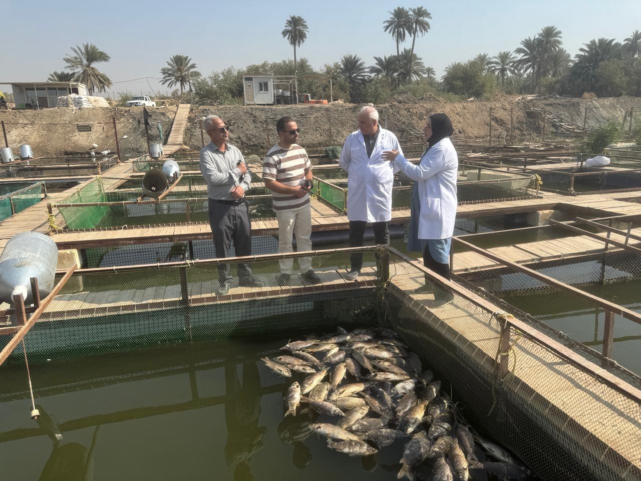 كربلاء تحذر من فايروس يصيب الثروة السمكية وتكشف عن 12 مشروعا لتربية الاسماك بالمحافظة