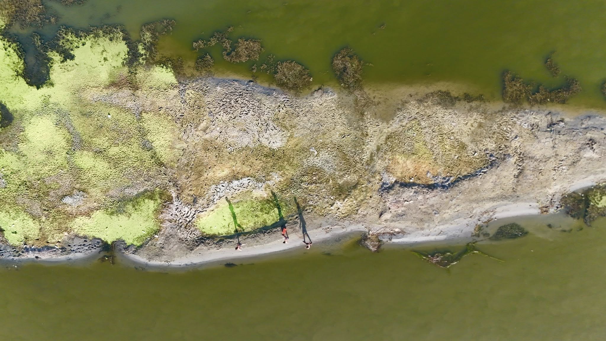 بلطي شطّ الكوفة.. سمكة رابحة في مياه خاسرة