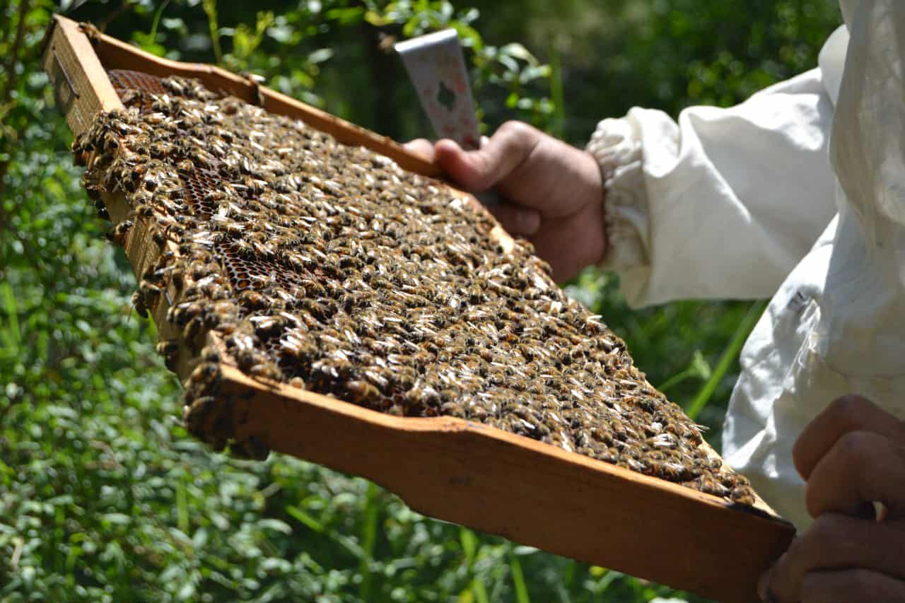 جمعية نحالي كربلاء التخصصية تدعو أصحاب المناحل إلى تسجيل مواقعهم لاستلام علاج مرض " النوزيما سيرانا "