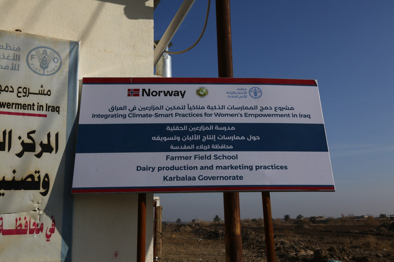 بالتعاون مع منظمة (FAO) العالمية...كربلاء تنتج الحليب والعلف الحيواني بكميات كبيرة وجودة عالمية