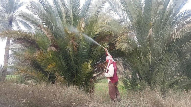 زراعة كربلاء تكافح أكثر من (10 آلاف دونم) من بساتين النخيل