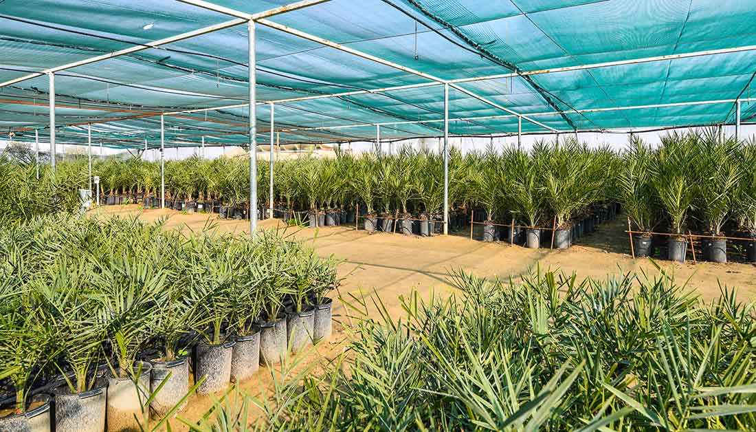 الاستعداد لزراعة (10,000) فسيلة من الاصناف النادرة والمميزة في كربلاء