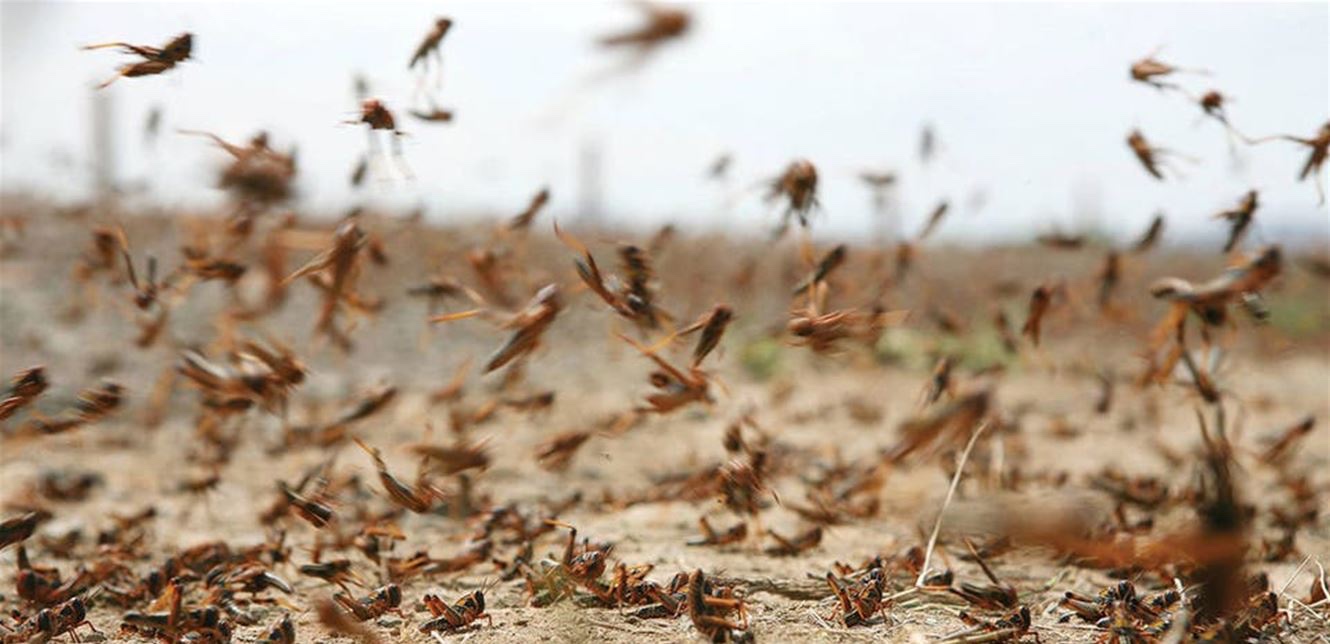 الزراعة تصدر بيانا بشأن الجراد الصحراوي