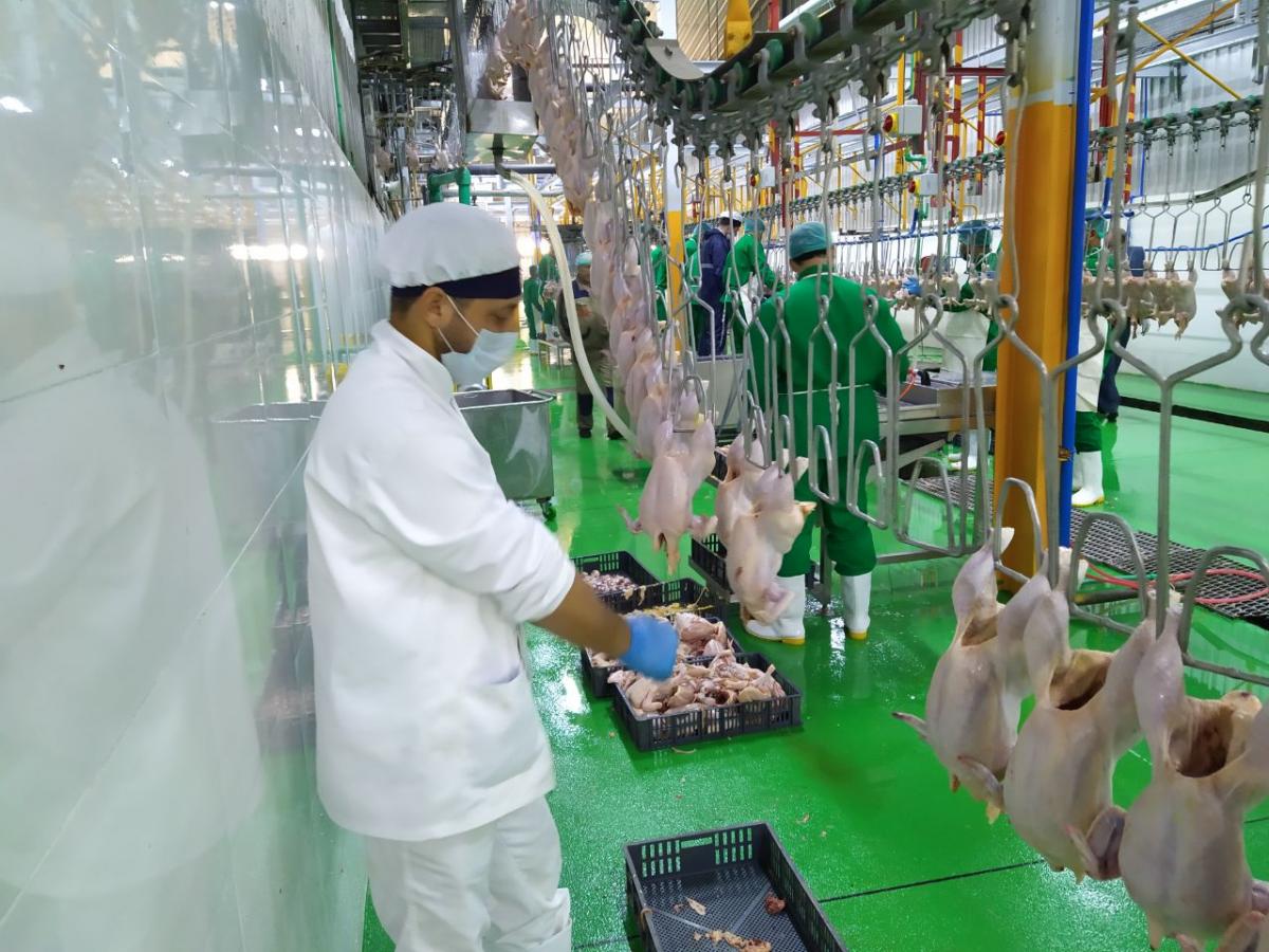 بالصور.. العتبةُ العبّاسيةُ المقدّسة تشرع بتشغيل مجزرة الدواجن في كربلاء