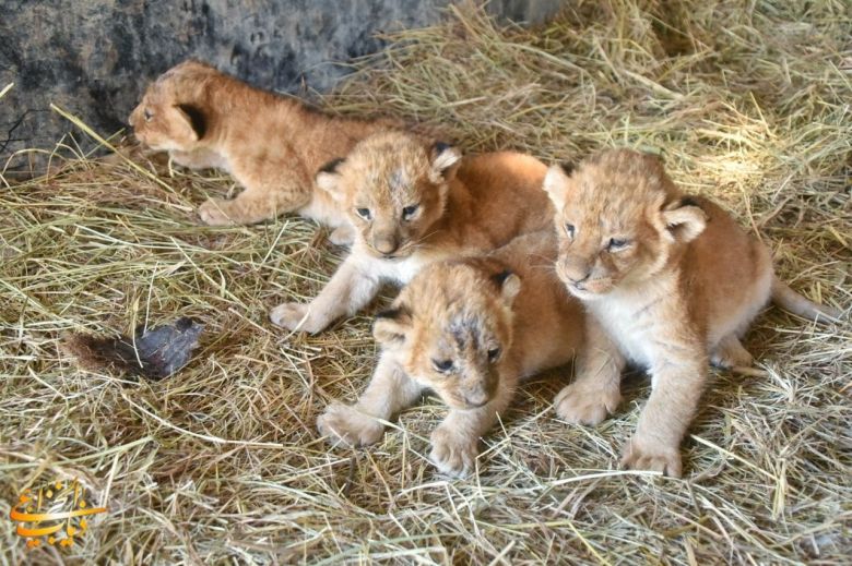 كربلاء.. مشتل العتبة الحسينية المقدسة يشهد ولادة أربعة أشبال في وحدة الحيوانات (صور)