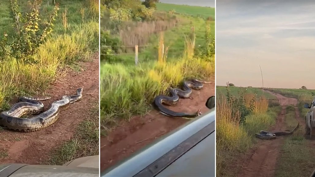 أفعى أناكوندا ضخمة تهاجم سيارة فى أحدى المزارع بالبرازيل (فيديو)