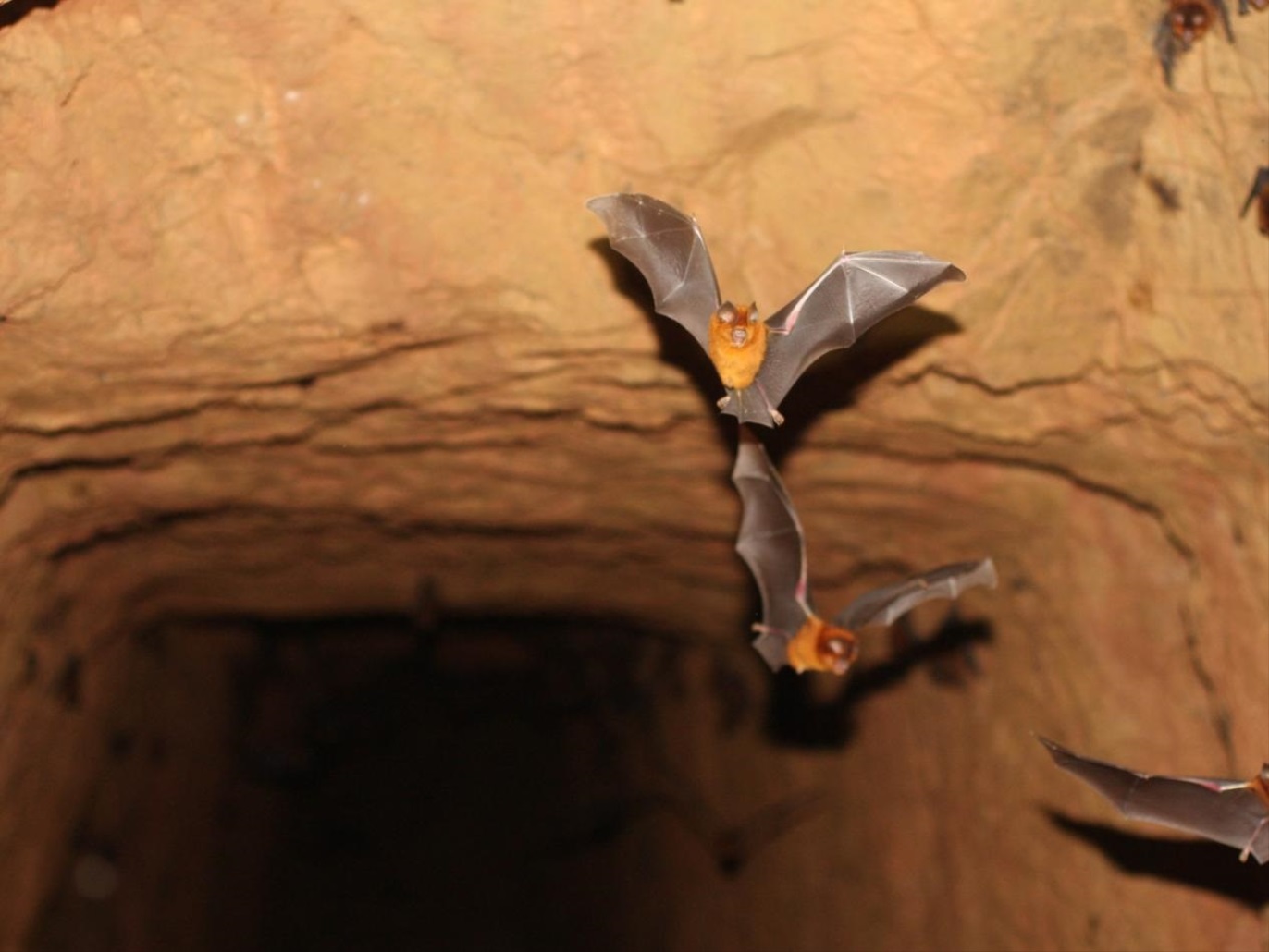 علماء يكتشفون كيف تنجو الخفافيش من الفيروسات في خطوة قد تقود لعلاج لـ "كوفيد-19"!