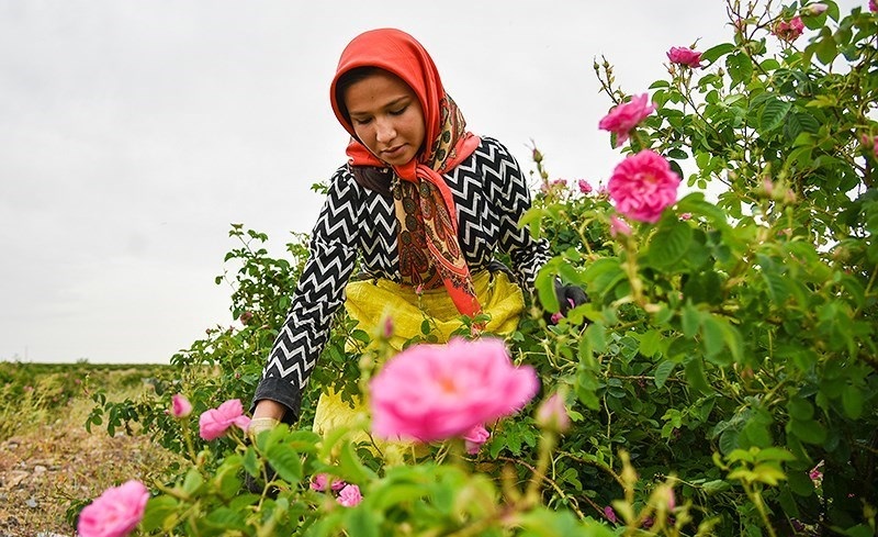 خلال 3 اشهر .. العراق يستورد "ورود" باكثر من 2 مليون دولار من ايران