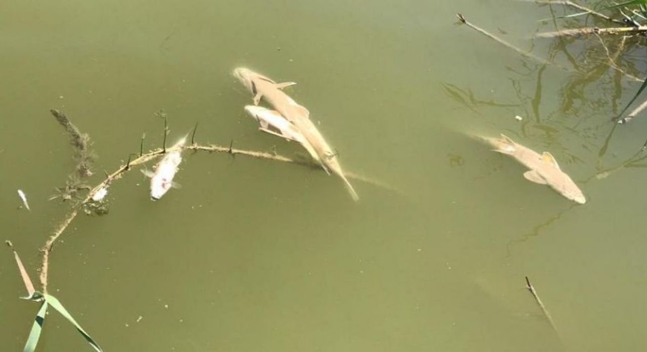 الزراعة تكشف عن سبب نفوق الأسماك في هور الدلمج