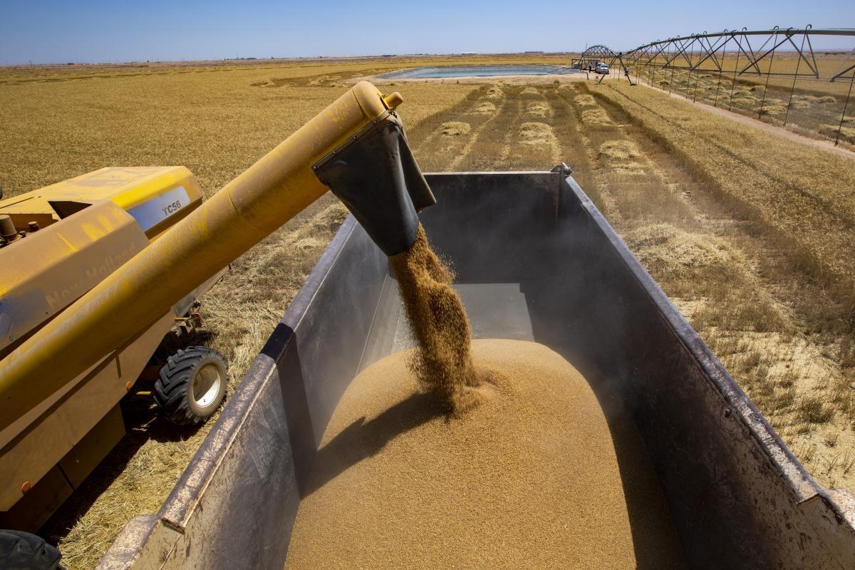 العراق يعلن الاكتفاء الذاتي لمحصول الحنطة والزراعة تؤكد سعيها لتصدير محصول الشعير