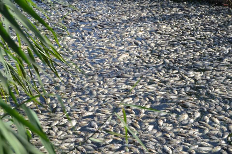 بالصور.. نفوق أعداد كبيرة من الأسماك في كربلاء