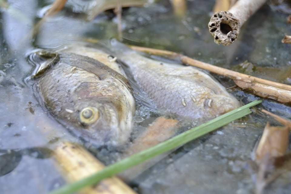 خبير زراعي في كربلاء يكشف عن سبب نفوق الاسماك وانشاء مفقس جديد لانتاج "اصبعيات مقاومة للفيروسات"