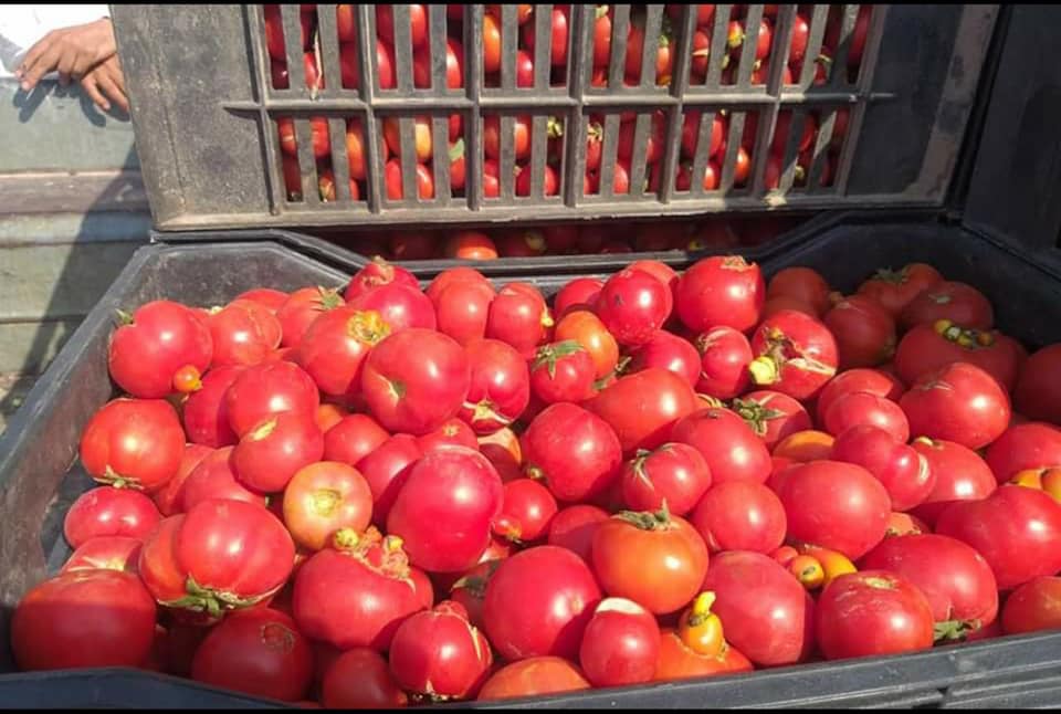 وزير الزراعة: حققنا 80% من السلة الغذائية للعراق من منتوجنا المحلي