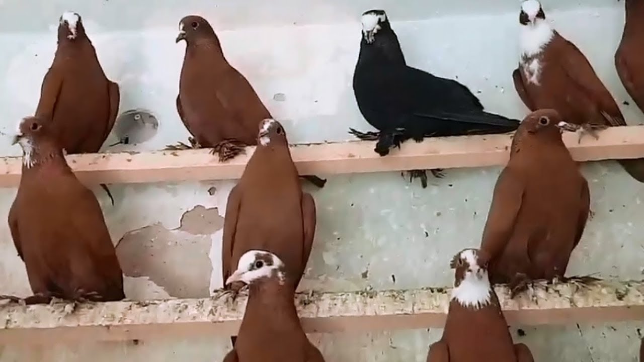 مقتل وإصابة 3 أشخاص بعد نزاع على "طيور حمراء" بمحافظة عراقية