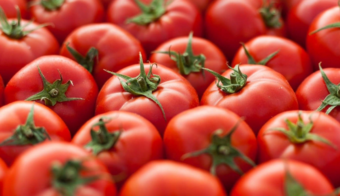 العراق يصدر ٢٥٠ طن من الطماطم الى السعودية