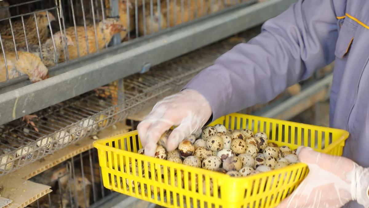 كربلاء.. مشروع طائر السمّان يُنتج 20 ألف طائرٍ شهريّاً (صور)