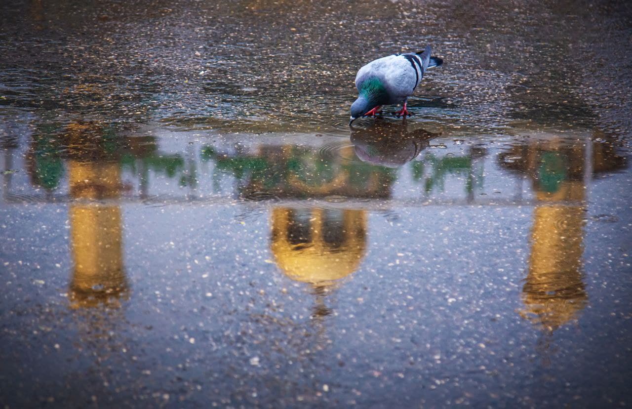 كربلاء.. بين الحرمين الشريفين بعد الامطار (صور)
