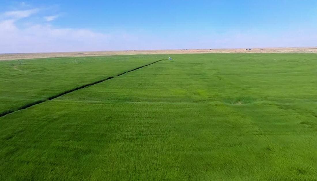 بهدف المساهمة بتحقيق الاكتفاء الذاتي وسد حاجة السوق بأفضل أنواع المحاصيل الزراعية.. مزارع العتبة الحسينية تستعد لحصاد محصول الحنطة