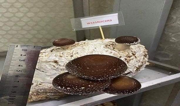 العراق ينتج فطراً نادراً باهظ الثمن