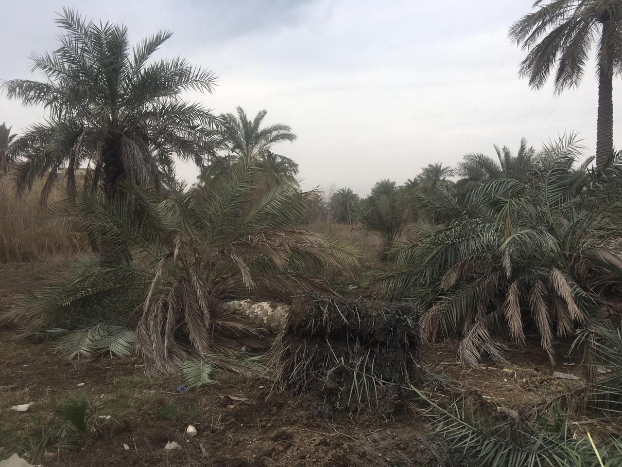 لحل مشكلة تحويل البساتين إلى مناطق سكنية.. الكشف عن مشروع قانون في البرلمان