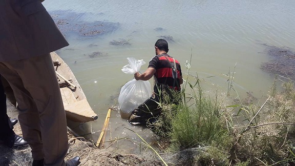 إطلاق وجبة أسماك "بني" في هور العمية بذي قار