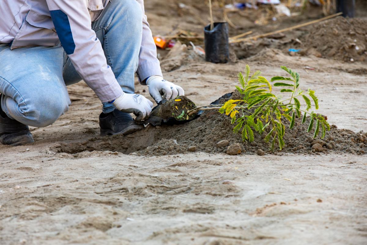 بالصور.. العتبةُ العبّاسية المقدّسة تُطلق حملةً موسّعةً لتشجير مدارس كربلاء