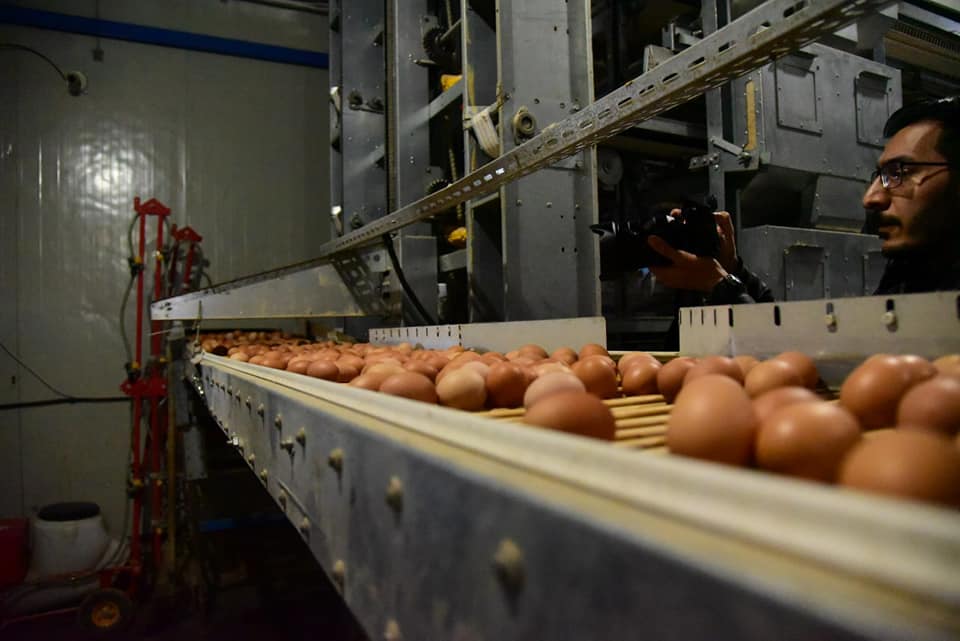 انتاج أكثر من 14 مليون بيضة خلال شهر واحد في كربلاء