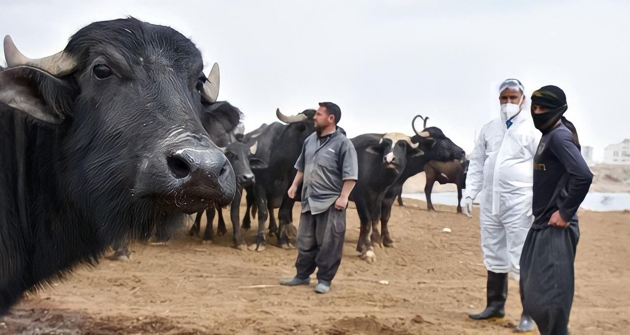 الصحة تؤشر "تصاعداً خطيراً" بإصابات الحمى النزفية وتعلن حصيلة جديدة
