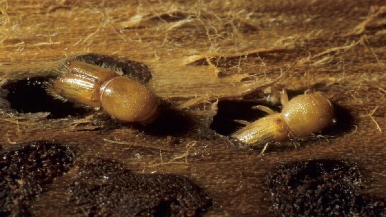 "غلوبال تايمز" تحذر من برنامج أمريكي مرتبط بالحشرات "يحمل في طياته خطرا كبيرا"