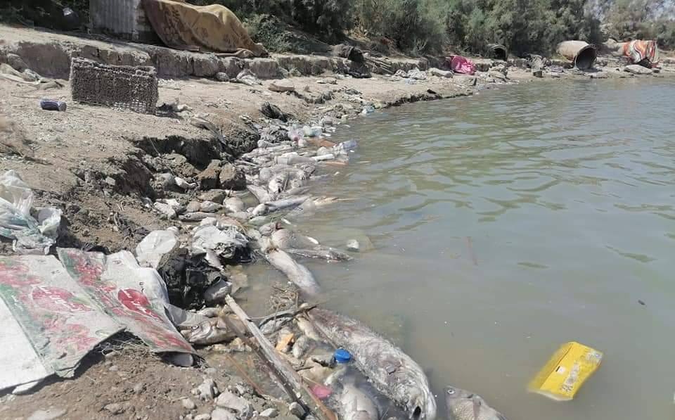 نفوق كميات كبيرة من الأسماك في ذي قار