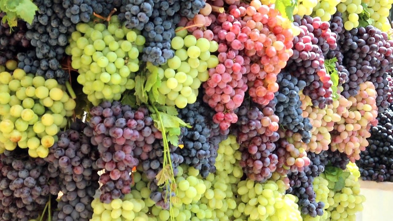 أيهما أكثر فائدة.. العنب الداكن أم الفاتح؟