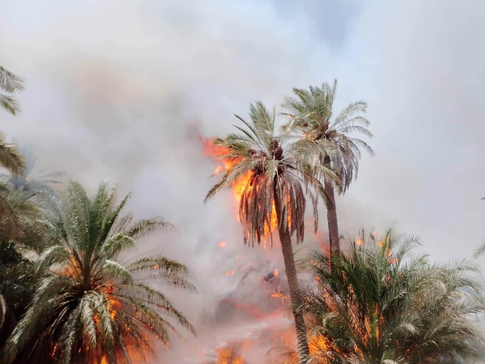 النيران تلتهم النخيل بحريق كبير في مناطق وبساتين زراعية جنوبي العراق (صور)