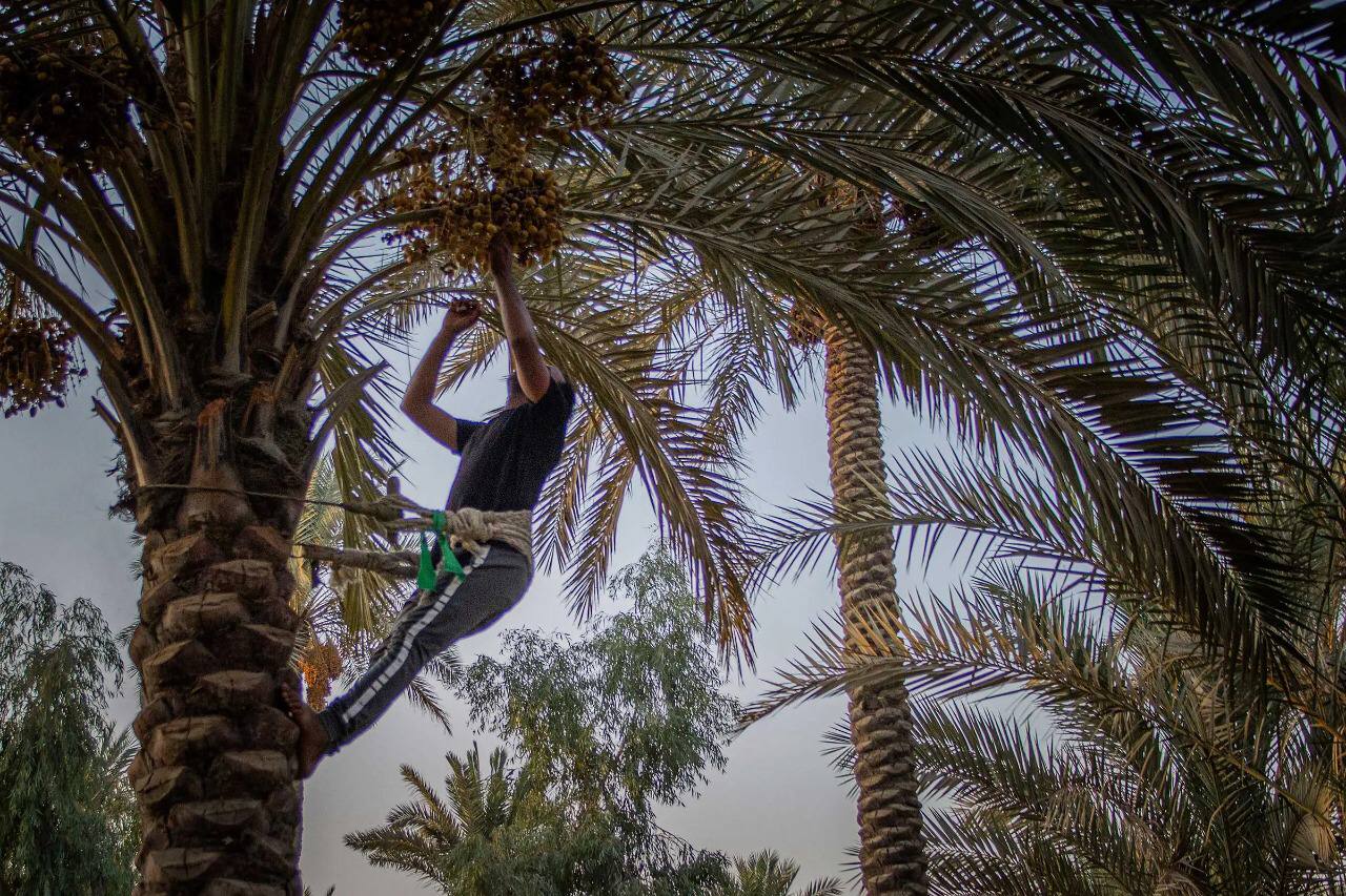 مجلة تايم الاميركية: في رقعة من الصحراء تتأرجح (70) الف نخلة بمزرعة فدك في كربلاء