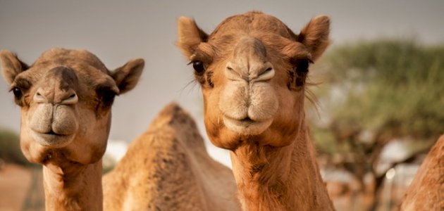 حادث سير بين 8 عجلات ضحاياه من الإبل جنوبي العراق (فيديو)