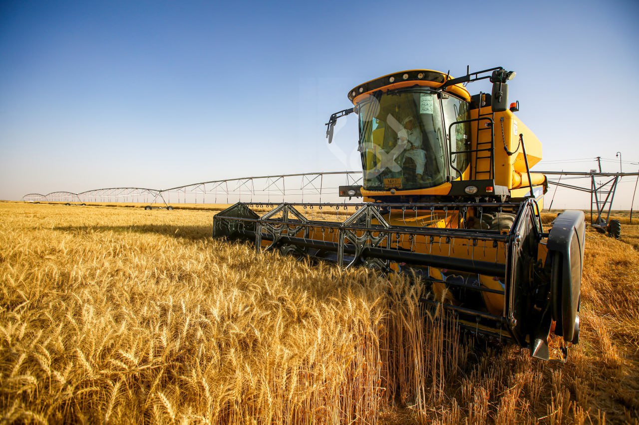 بتمويل ذاتي.. صحراء كربلاء ترفد السلة الغذائية العراقية بآلاف الاطنان من الحنطة (فيديو)