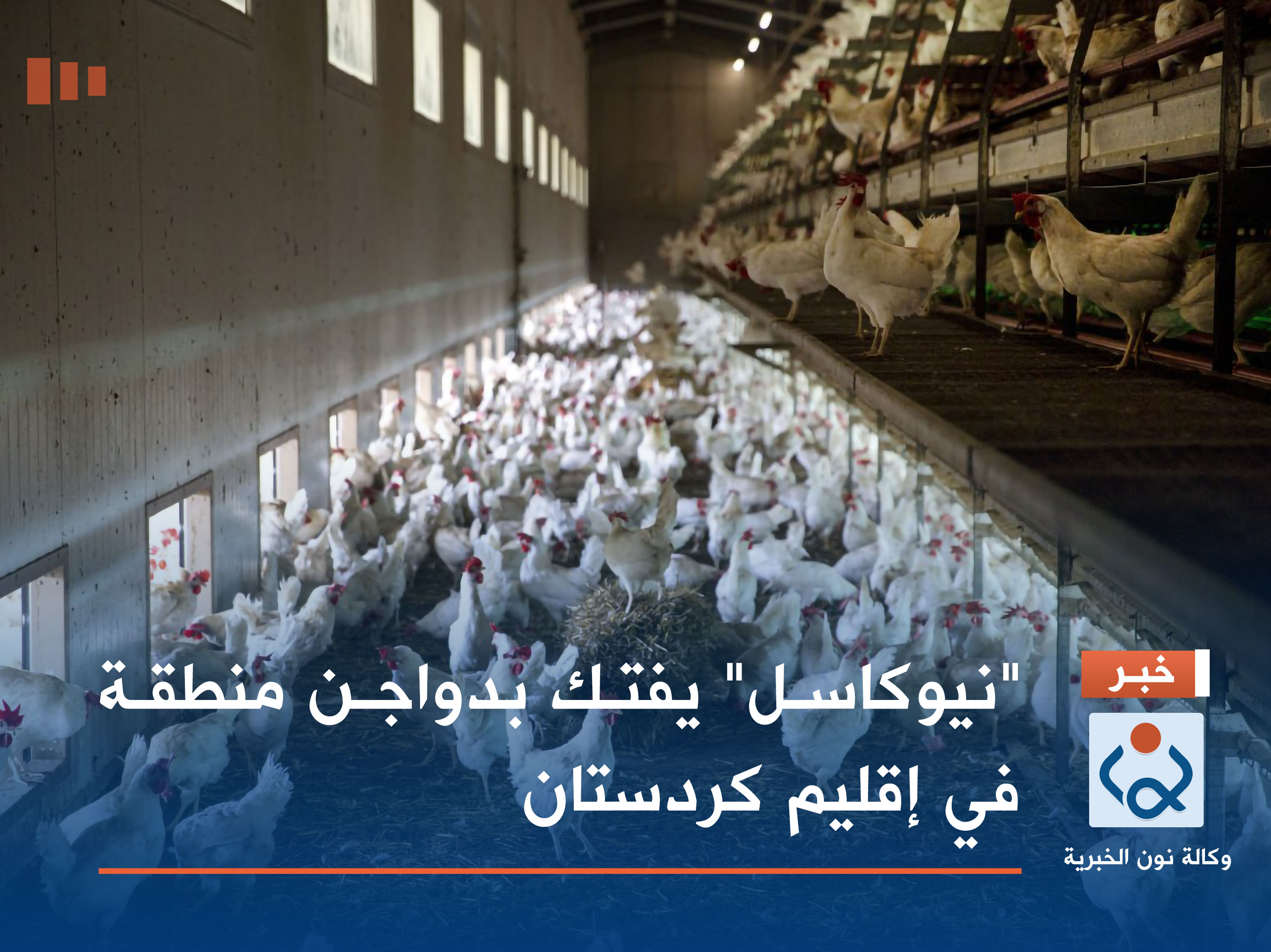 "نيوكاسل" يفتك بدواجن منطقة في إقليم كردستان