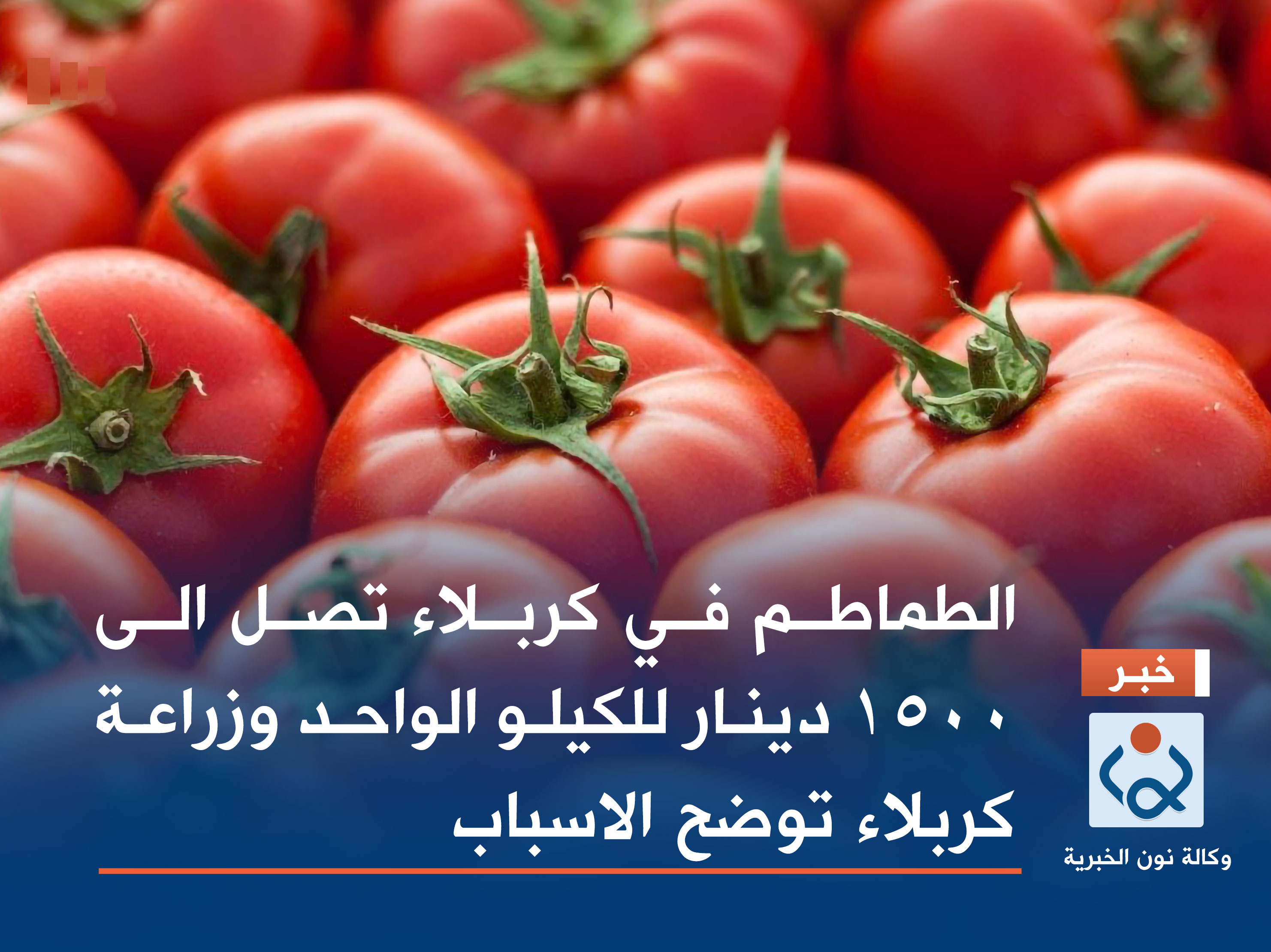 الطماطم في كربلاء تصل الى 1500 دينار للكيلو الواحد وزراعة كربلاء توضح الأسباب