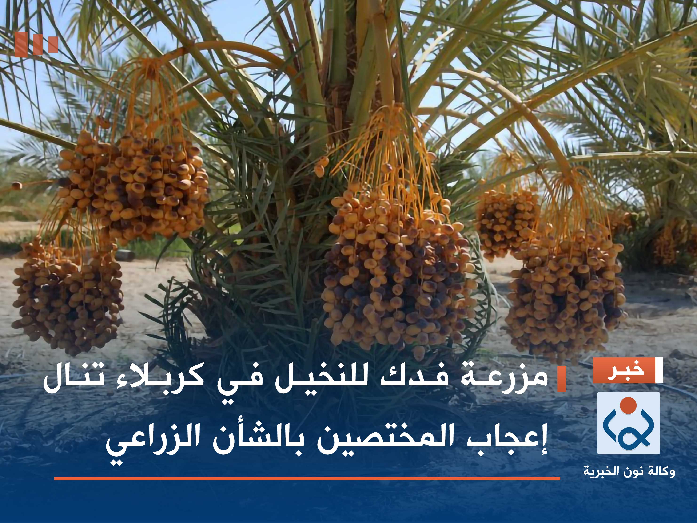 مزرعة فدك للنخيل في كربلاء تنال إعجاب المختصين بالشأن الزراعي (صور)