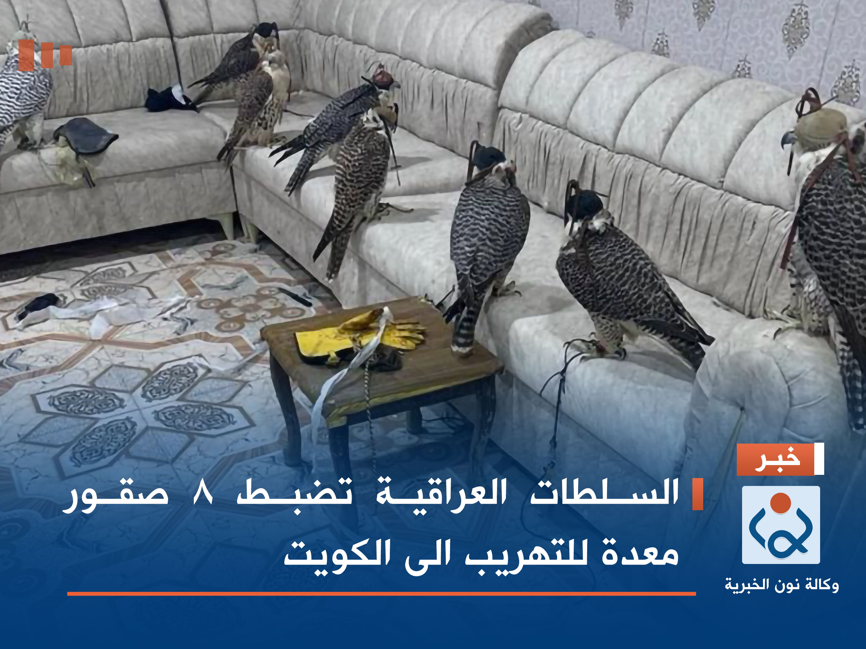 السلطات العراقية تضبط 8 صقور معدة للتهريب الى الكويت