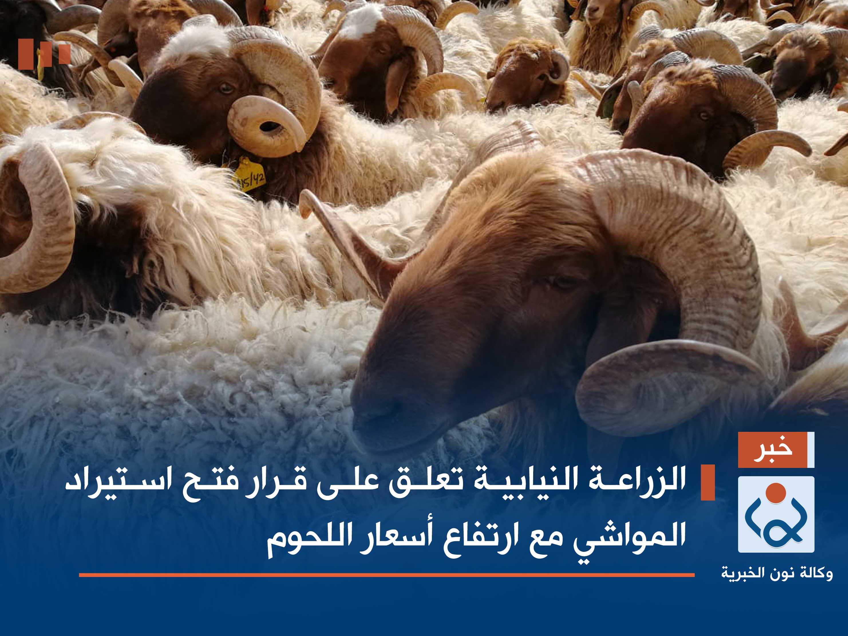 الزراعة النيابية تعلق على قرار فتح استيراد المواشي مع ارتفاع أسعار اللحوم