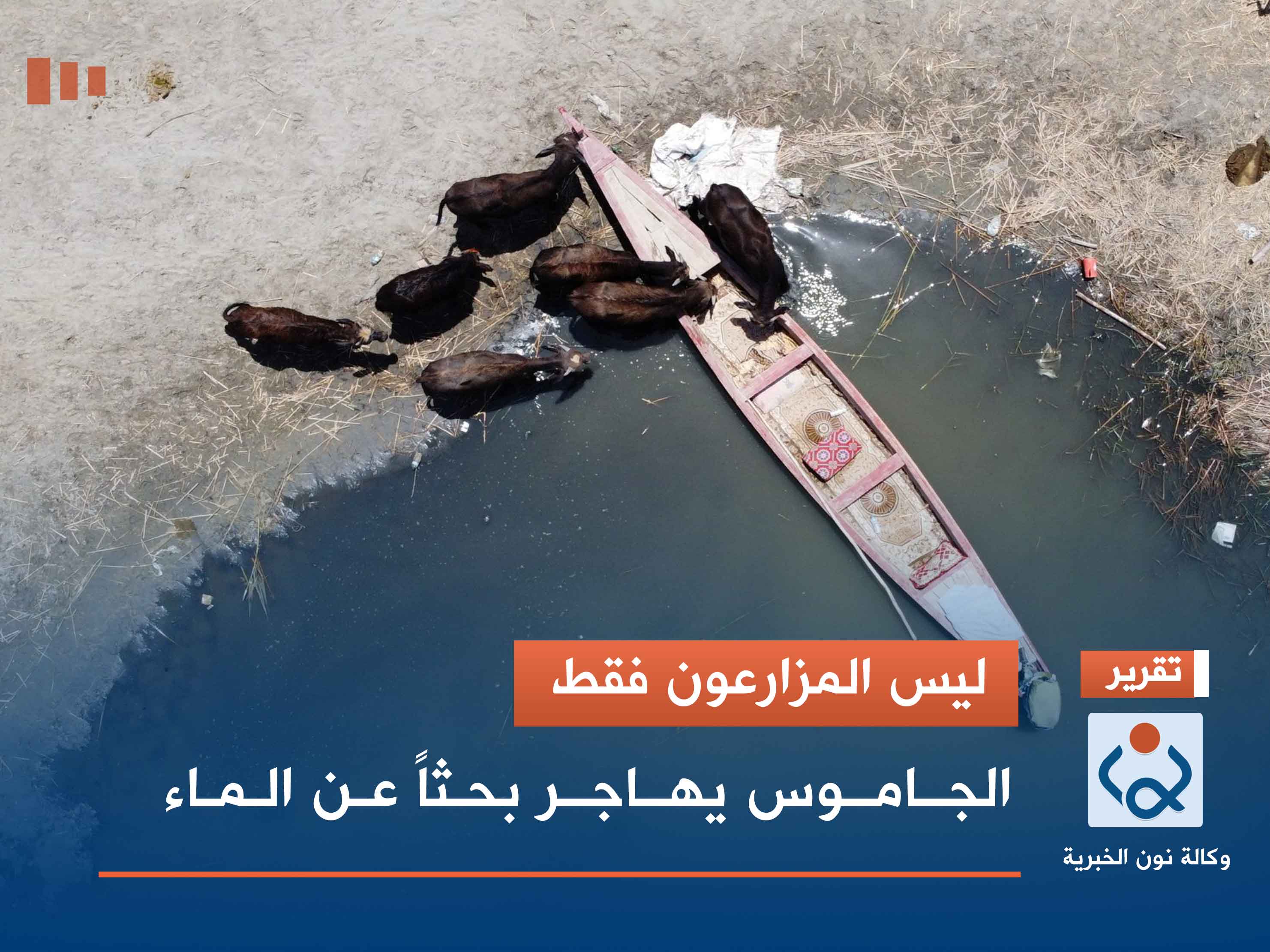 ليس المزارعون فقط.. الجاموس يهاجر بحثاً عن الماء