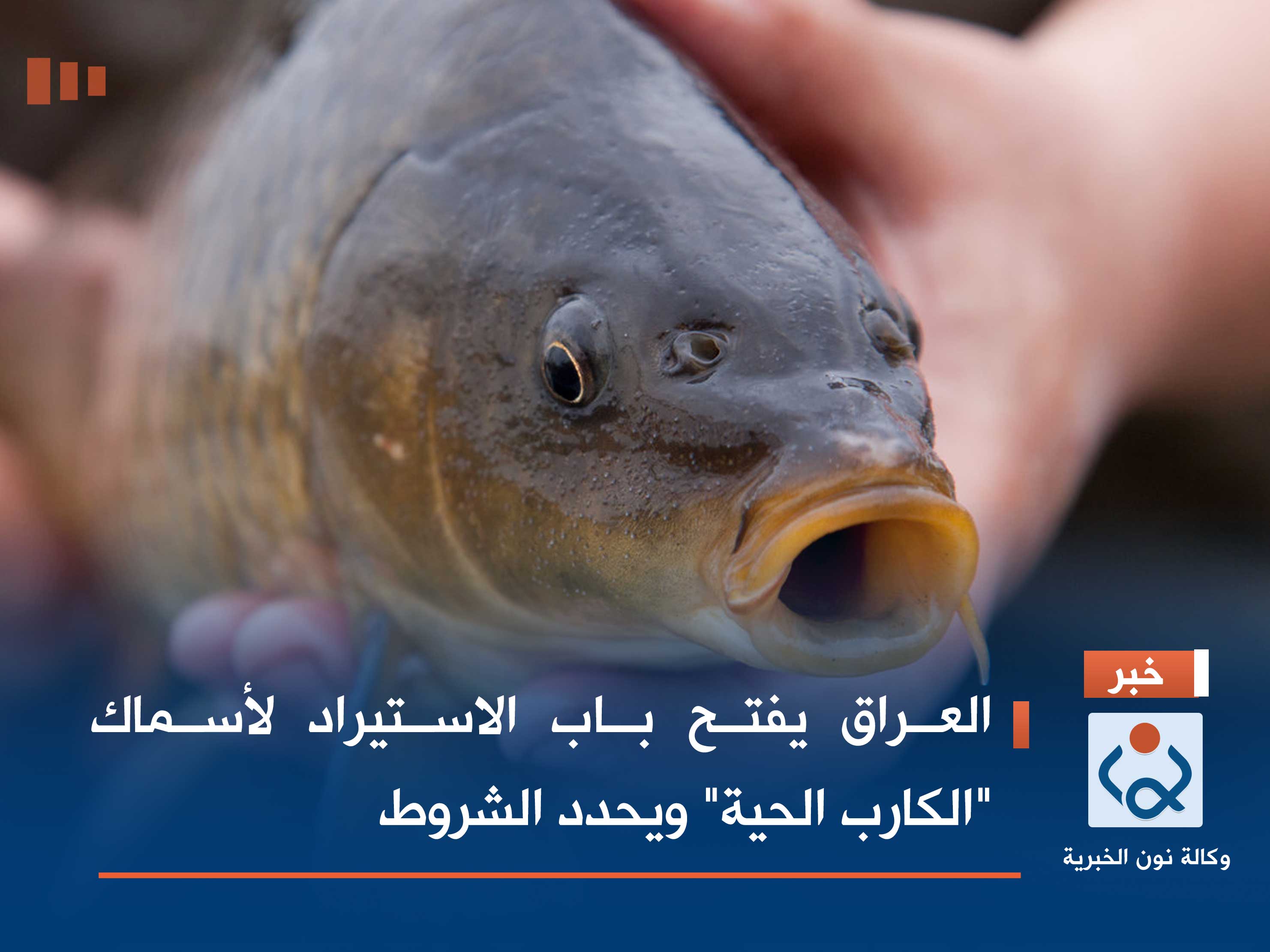 العراق يفتح باب الاستيراد لأسماك "الكارب الحية" ويحدد الشروط