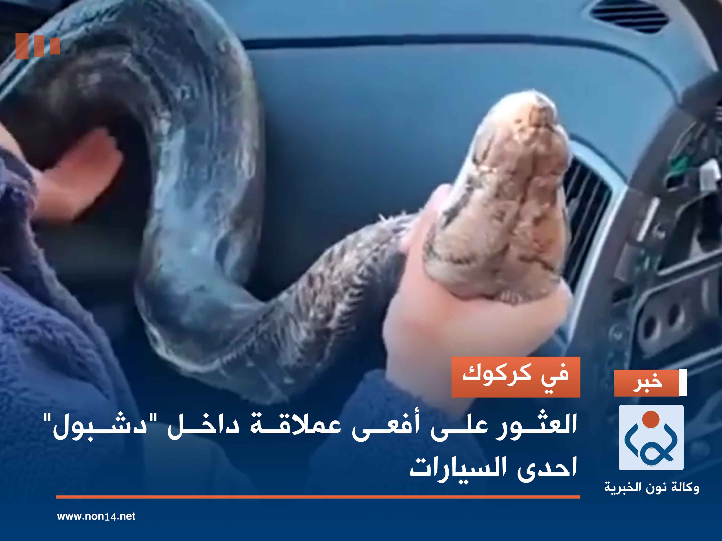 في كركوك.. العثور على أفعى عملاقة داخل "دشبول" احدى السيارات (فيديو)