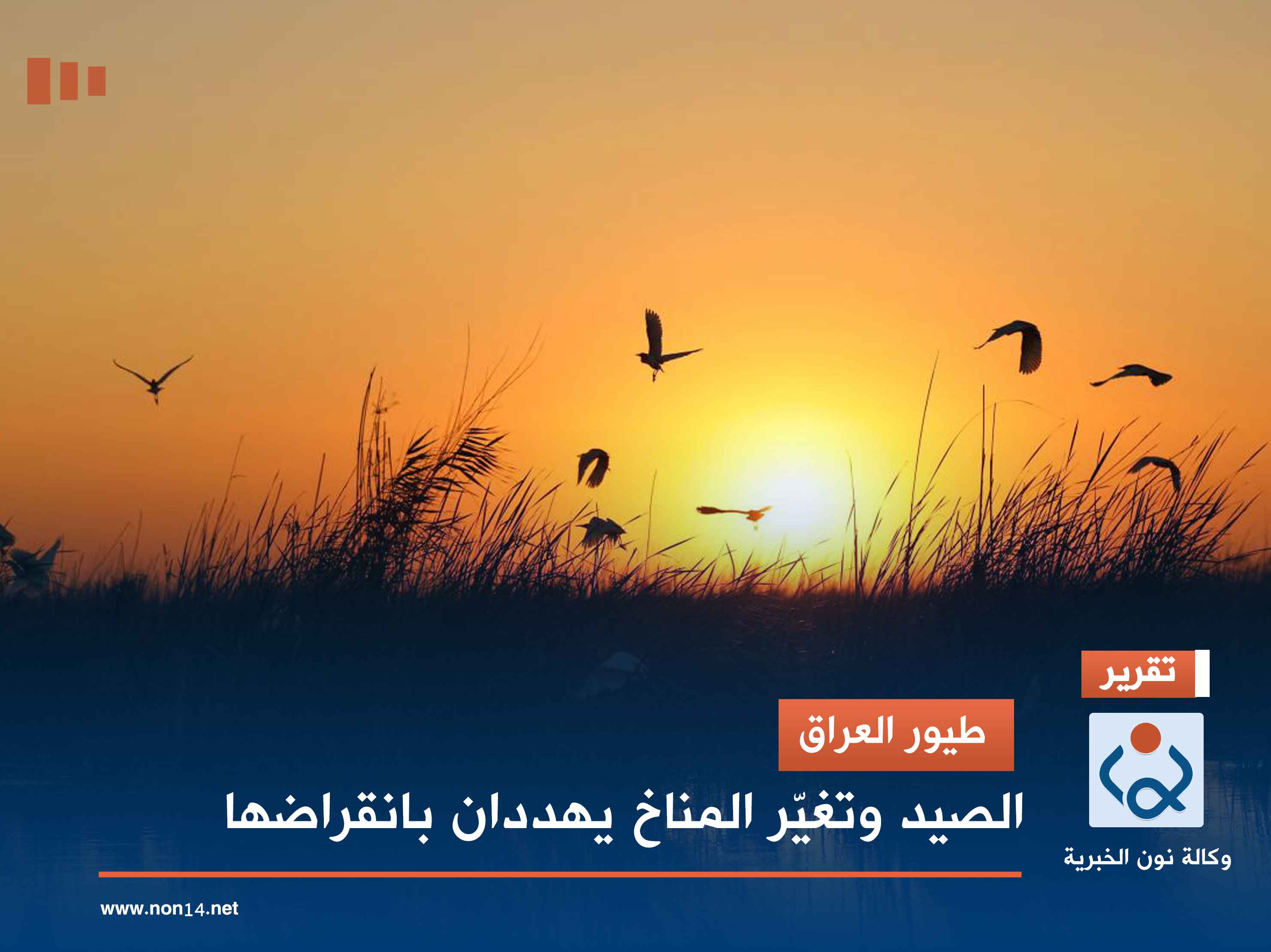 طيور العراق.. الصيد وتغيّر المناخ يهددان بانقراضها